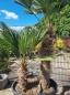 Preview: Winterharte Trachycarpus Wagnerianus  2 stämmige - 230 cm ↑ genau diesen ↑ Hanfpalme Nr.219