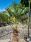 Preview: Winterharte Hanfpalme Trachycarpus 170cm ↑ genau diesen im Bild ↑ Wagnerianus Nr.220