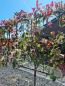 Preview: Photinia red robin hochstamm Spalier 210cm x 80cm Glanzmispel. Preview: Photinia red robin hochstamm Spalier 210cm x 80cm Glanzmispel.