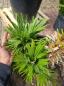 Preview: Chamaerops Vulcano zwergpalme 95cm Nr.V13
