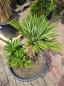 Preview: Chamaerops Vulcano zwergpalme 95cm Nr.V13