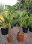 Preview: Hanfpalme-Trachycarpus-Wagnerianus 30 Stamm