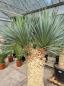 Preview: Yucca Rostrata 180cm 4 köpfe - genau diesen im Bild - Nr.6 Preview: Yucca Rostrata 180cm 4 köpfe - genau diesen im Bild - Nr.6