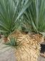 Preview: Yucca Rostrata 180cm 4 köpfe - genau diesen im Bild - Nr.6 Preview: Yucca Rostrata 180cm 4 köpfe - genau diesen im Bild - Nr.6