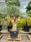 Preview: Yucca-Rostrata-8 Preview: Yucca-Rostrata-8