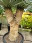Preview: Yucca Rostrata 190cm 2 fach verzweigt - genau diesen im Bild - Nr.8 Preview: Yucca Rostrata 190cm 2 fach verzweigt - genau diesen im Bild - Nr.8