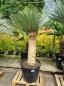 Preview: Yucca-Rostrata-9