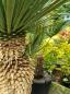 Preview: Yucca Rostrata 175cm 2 Köpfe -  genau diesen im Bild - Nr.9