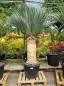 Preview: Yucca-Rostrata-10