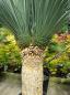 Preview: Yucca Rostrata 210cm 2 fach verzweigt -  genau diesen im Bild - Nr.10
