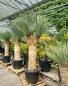 Preview: Yucca Rostrata 210cm 3 fach verzweigt - genau diesen im Bild - Nr.5 Preview: Yucca Rostrata 210cm 3 fach verzweigt - genau diesen im Bild - Nr.5