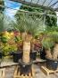 Preview: Yucca Rostrata 210cm 3 fach verzweigt - genau diesen im Bild - Nr.5 Preview: Yucca Rostrata 210cm 3 fach verzweigt - genau diesen im Bild - Nr.5