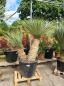 Preview: Yucca-Rostrata-12 Preview: Yucca-Rostrata-12