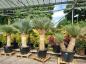 Preview: Yucca Rostrata kaufen - www.plantaplaza.de Preview: Yucca Rostrata kaufen - www.plantaplaza.de