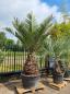 Preview: Honigpalme-Jubaea-Chilensis-1