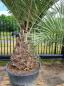 Preview: Honigpalme Jubaea Chilensis 330cm - 105cm Stamm - Winterharte Palme