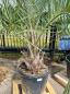 Preview: Butia capitata Palme 250 cm - Geleepalme - 60 cm Stammhöhe.