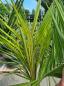 Preview: Honigpalme Jubaea Chilensis 180cm - 50cm Stamm - Winterharte Palme Preview: Honigpalme Jubaea Chilensis 180cm - 50cm Stamm - Winterharte Palme