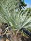 Preview: Brahea armata Palme 160cm - Blaue Hesperidenpalme Nr.2