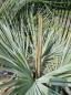 Preview: Brahea armata Palme 160cm - Blaue Hesperidenpalme Nr.2