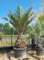 Preview: Honigpalme Jubaea Chilensis 330cm - 105cm Stamm - Winterharte Palme