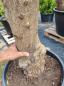 Preview: Olivenbaum 190cm -  (40/50 Jährig) genau diesen Olivenbaum kaufen Nr.14