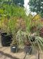 Preview: Butia-capitata-Geleepalme-130cm
