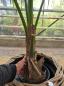 Preview: Zimmerpalme Kentia Howea forsteriana Palme 180 cm.