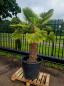 Preview: Trachycarpus Wagnerianus Variegata 190 cm - Genau diesen im Bild - Nr.3