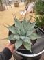 Preview: Winterharte-Agave-parryi-var-parryi-Nr-113 Preview: Winterharte-Agave-parryi-var-parryi-Nr-113