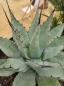 Preview: Winterharte Agave parryi var parryi ↑ genau diesen ↑ Nr.113 Preview: Winterharte Agave parryi var parryi ↑ genau diesen ↑ Nr.113