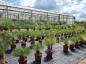 Preview: Yucca Rostrata günstig kaufen - www.plantaplaza.de