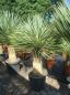 Preview: Yucca-Rostrata-36