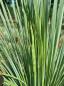 Preview: www.plantaplaza.de nrw
