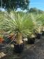 Preview: Yucca-Rostrata-41