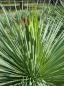 Preview: www.plantaplaza.de nrw