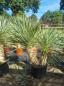 Preview: Yucca-Rostrata-44