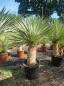 Preview: Yucca-Rostrata-45