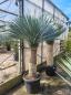 Preview: Yucca-Rostrata-48