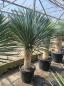 Preview: Yucca-Rostrata-50