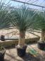 Preview: Yucca-Rostrata-51