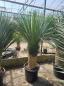 Preview: Yucca-Rostrata-53
