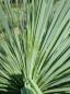 Preview: Yucca Rostrata 155 cm - genau diesen im Bild - Nr.38
