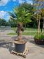 Preview: Hanfpalme-Trachycarpus-Wagnerianus-229