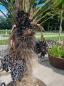 Preview: Winterharte Hanfpalme Trachycarpus 230cm ↑ genau diesen im Bild ↑ Wagnerianus Nr.229