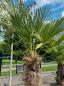 Preview: Winterharte Hanfpalme Trachycarpus 230cm ↑ genau diesen im Bild ↑ Wagnerianus Nr.230