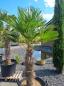 Preview: Winterharte Hanfpalme Trachycarpus 200cm ↑ genau diesen im Bild ↑ Wagnerianus Nr.234