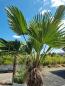 Preview: Winterharte Hanfpalme Trachycarpus 230cm ↑ genau diesen im Bild ↑ Wagnerianus Nr.236