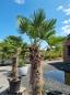 Preview: Winterharte Hanfpalme Trachycarpus 230cm ↑ genau diesen im Bild ↑ Wagnerianus Nr.233 Preview: Winterharte Hanfpalme Trachycarpus 230cm ↑ genau diesen im Bild ↑ Wagnerianus Nr.233
