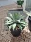 Preview: Winterharte-Agave-Parryi-Nr-1